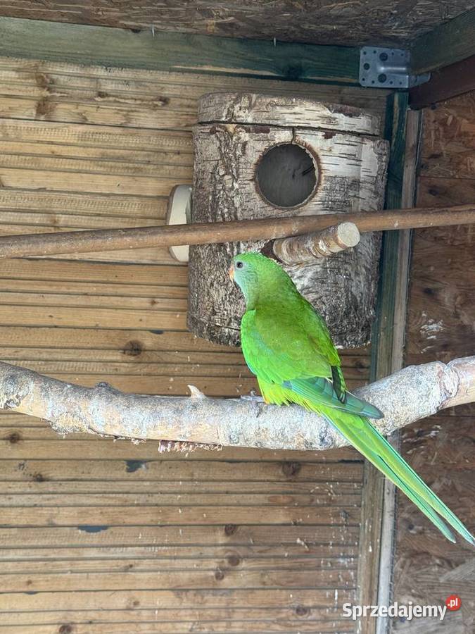 Papugi barabandy Para wielkopolskie Boruja Kościelna