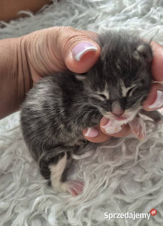 Maine Coon dwa kocurki do rezerwacji Kliniska Wielkie