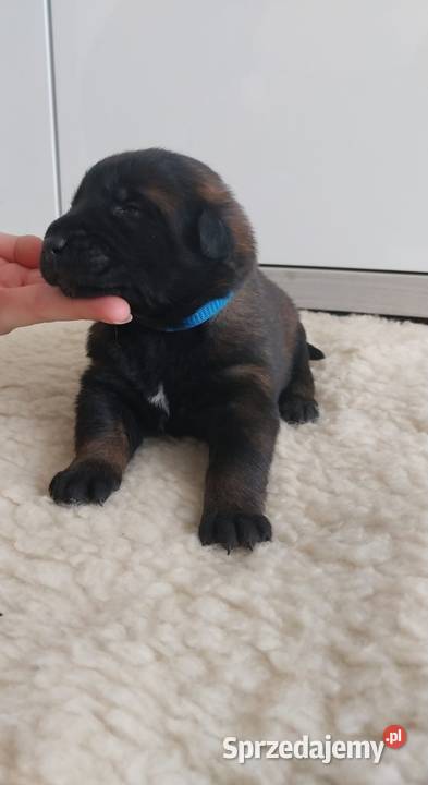 Rezerwacja pieska owczarka belgijskiego Malinois Wójtostwo sprzedam
