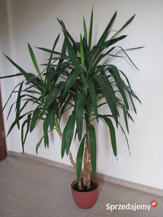 Juka piękny zdrowy duży kwiat doniczkowy 3pienny Liściaste Brzegi