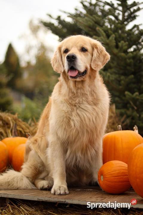 Golden Retriever Zapowiedz miotu Maj 2025 Siekierki Wielkie