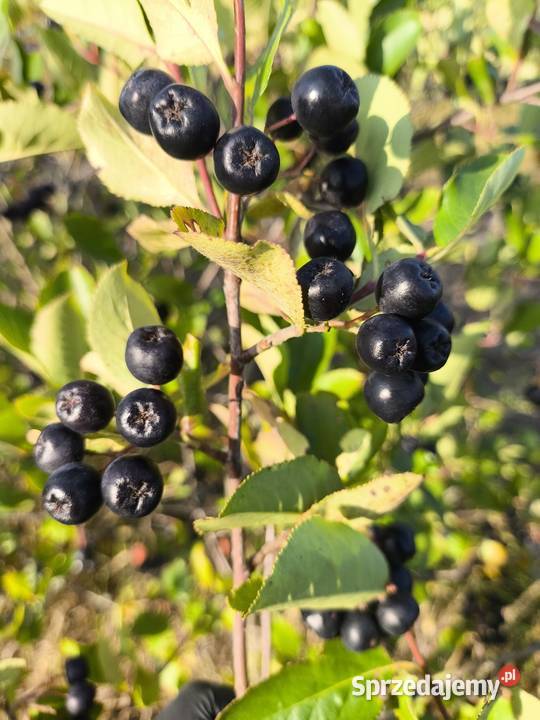Aronia wysyłka sprzedam