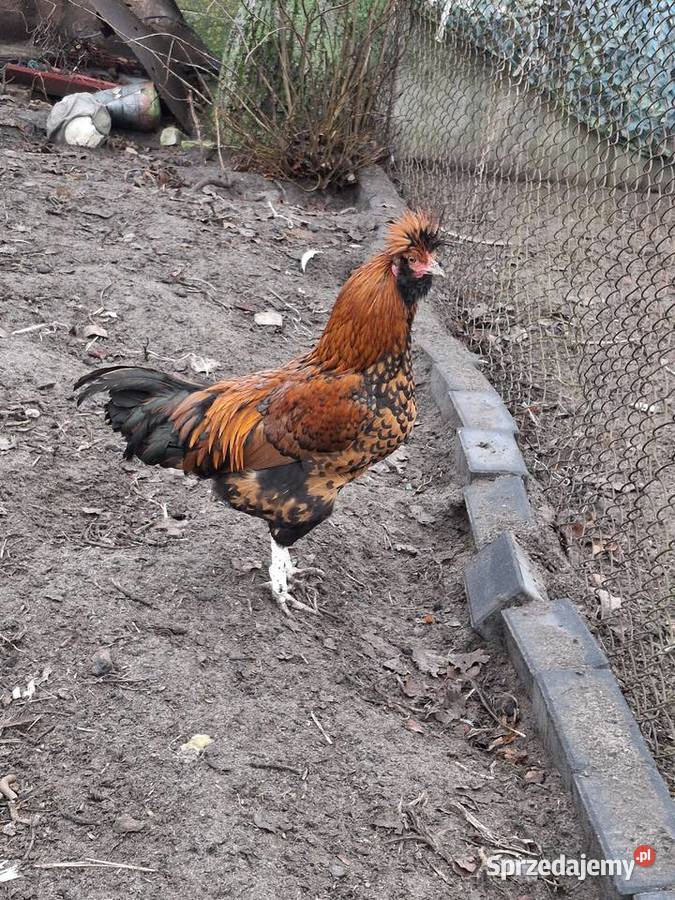 koguty z wolnego wybiegu młode Sułoszyn