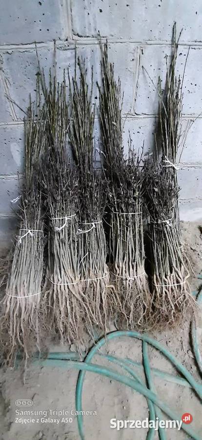 Podkładki generatywne