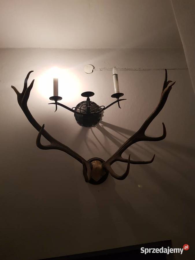 poroze jelenia Katowice sprzedam