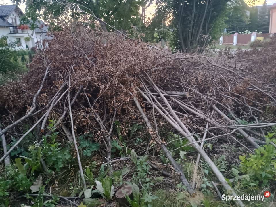Oddam chrust gałęzie i pieńki z drzew owocowych Kałków sprzedam