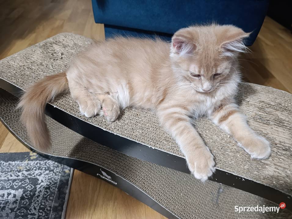 Kocurek Maine Coon Maine Coon Krasnystaw