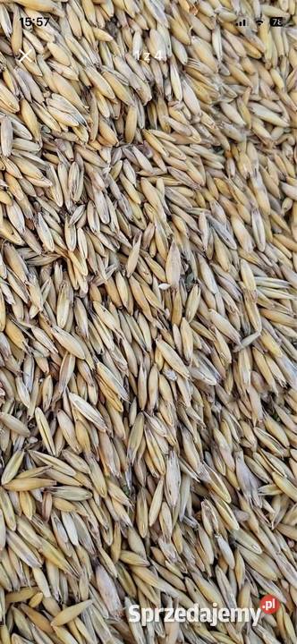 Owies jako pelet Giewartów sprzedam