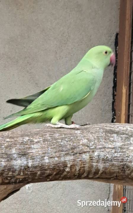 Sprzedam papugi aleksandretty obrożne Czajków