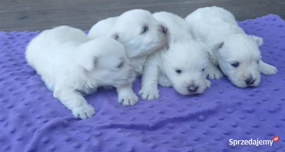 west highland white terrier szczeniak