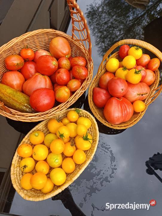 Nasiona pomidorów z Syberii Skibice