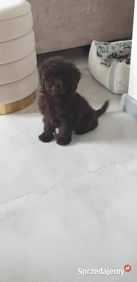 Pies pudel toy miniatura Szarlejka