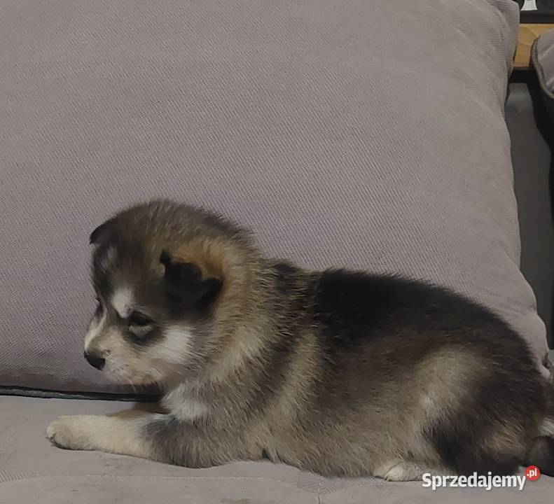 Alaskan Malamute suczka szczeniak Przemyśl