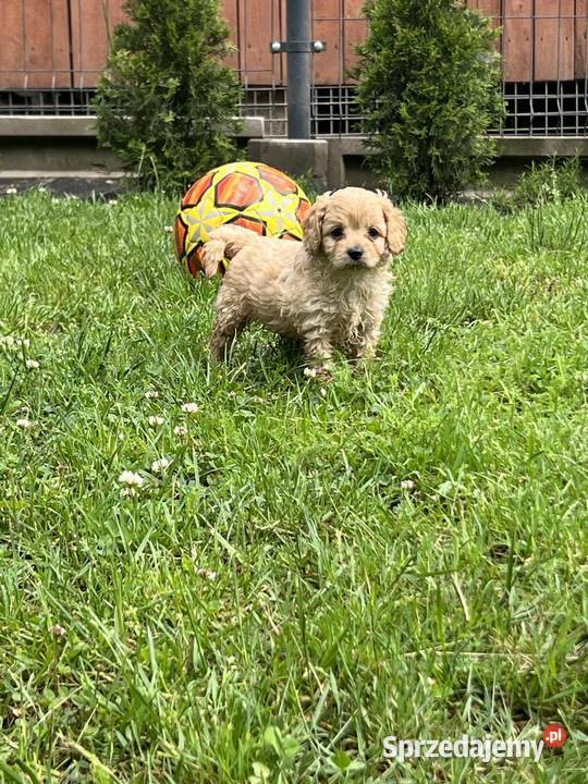 Cavapoo Bukowno