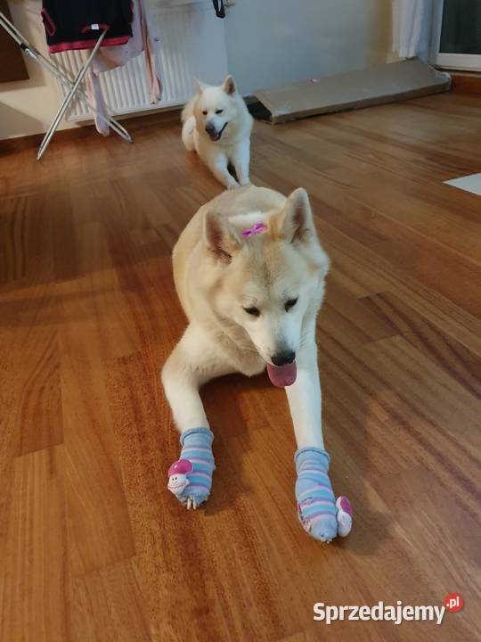 Akita Inu Japoński na sprzedaż Szczecin sprzedam