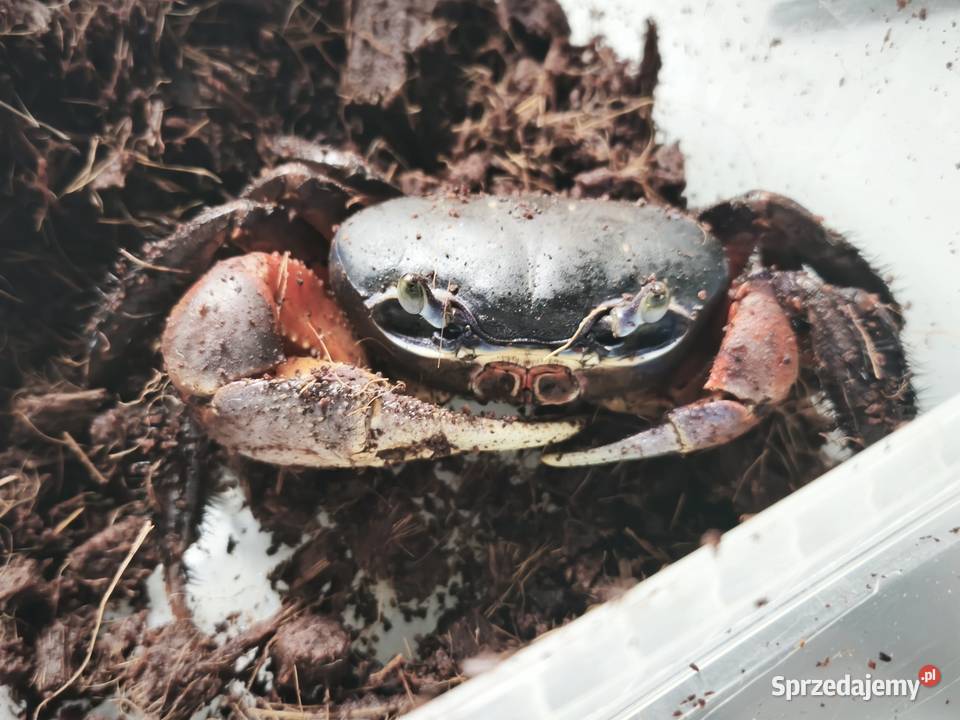 Krab tęczowy duży Wałbrzych