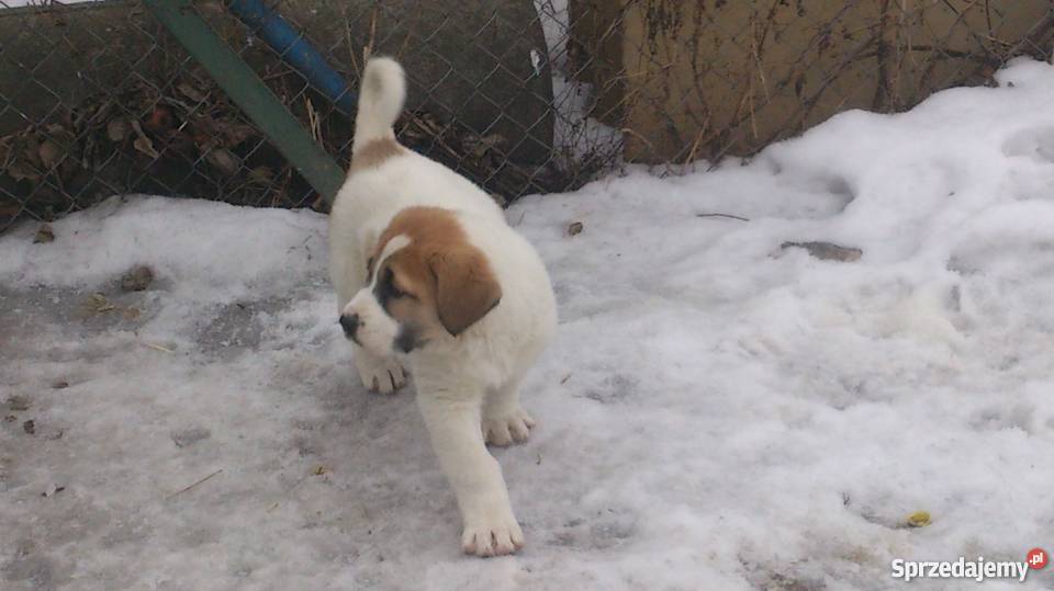 Owczarek środkowoazjatycki Lublin