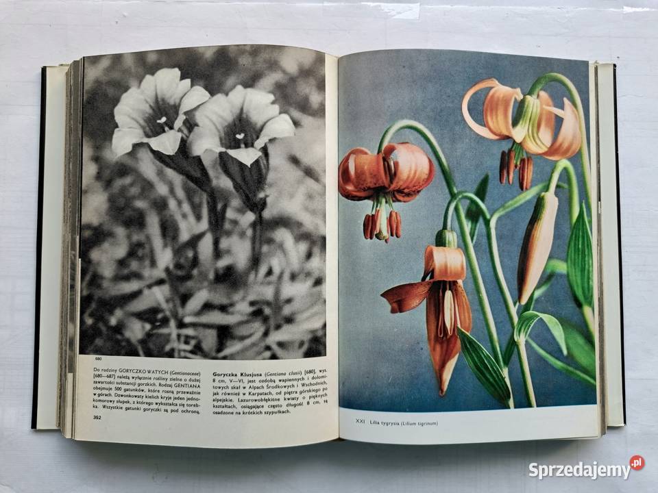 Wielki Atlas Zwierząt Ptaków Ryb Roślin i Owadów twarda z obwolutą Gdynia