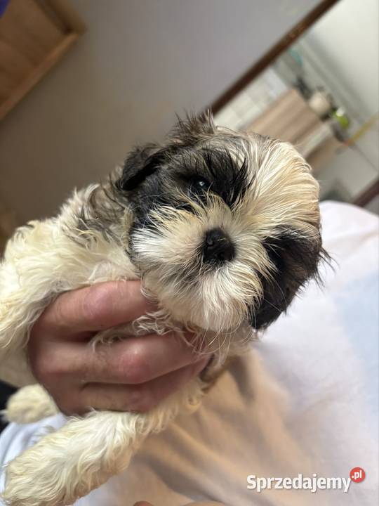 Sunia shih tzu z rodowodem gotowa do odbioru Shih Tzu mazowieckie