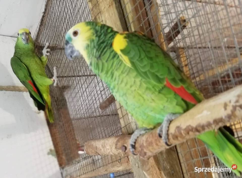 Sprzedaż Amazonki Niebieskoczelne para Szamotuły