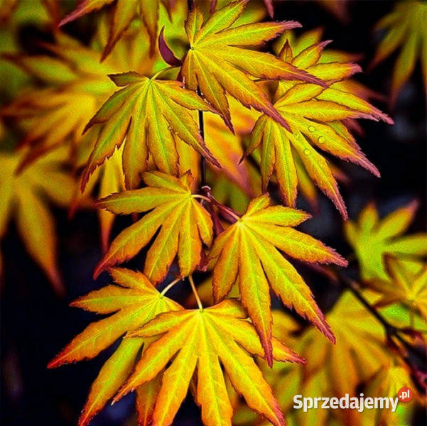 KLON PALMOWY KATSURA sadzonki w doniczkach Ustronie