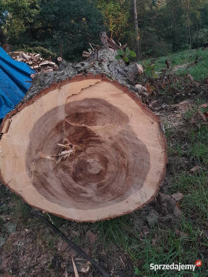 Sprzedam drzewo wiąz Bochnia