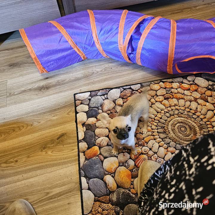 Chihuahua maleńka XXXXS Dziewczynka Idealnej Kołobrzeg