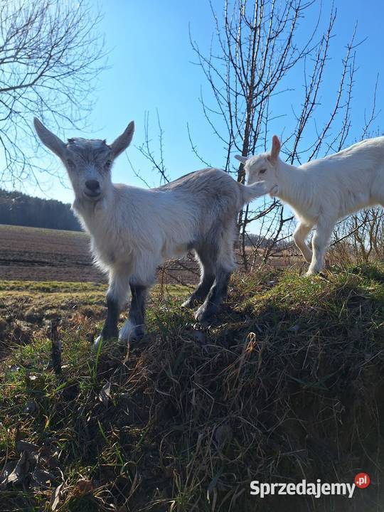 kozy młode kózki koźlaki Kozłów Szlachecki sprzedam