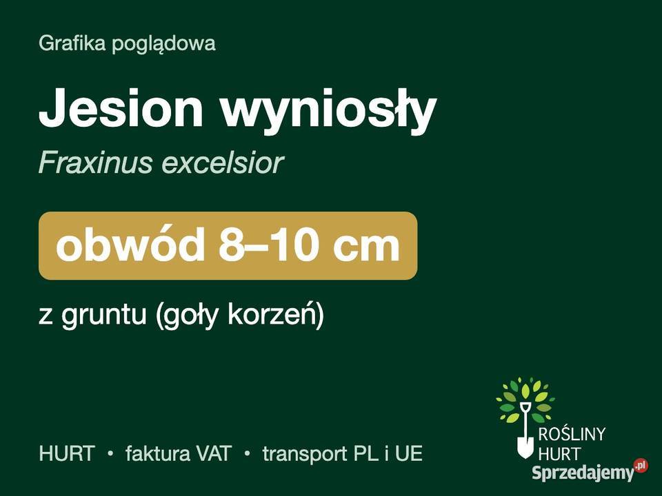 Jesion wyniosły Fraxinus excelsior obwód 810 z