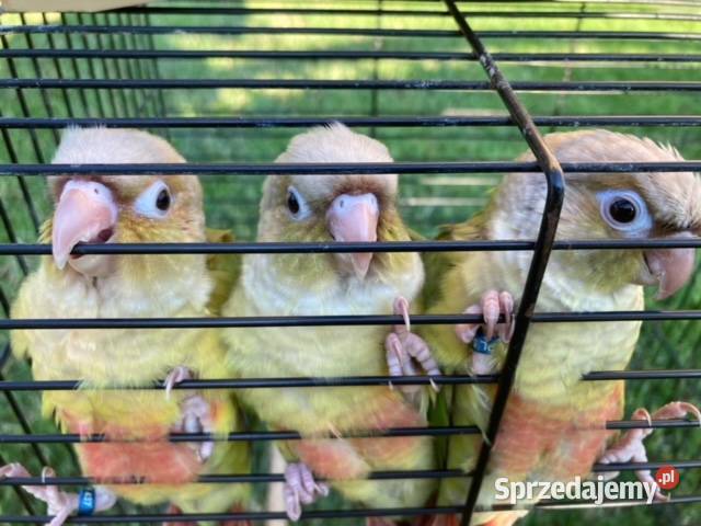 Rudosterki pinaple zielone czerwone pary lęgowe Szaflary