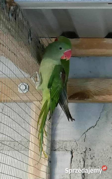 Aleksandretta Wielka Większa wielkopolskie