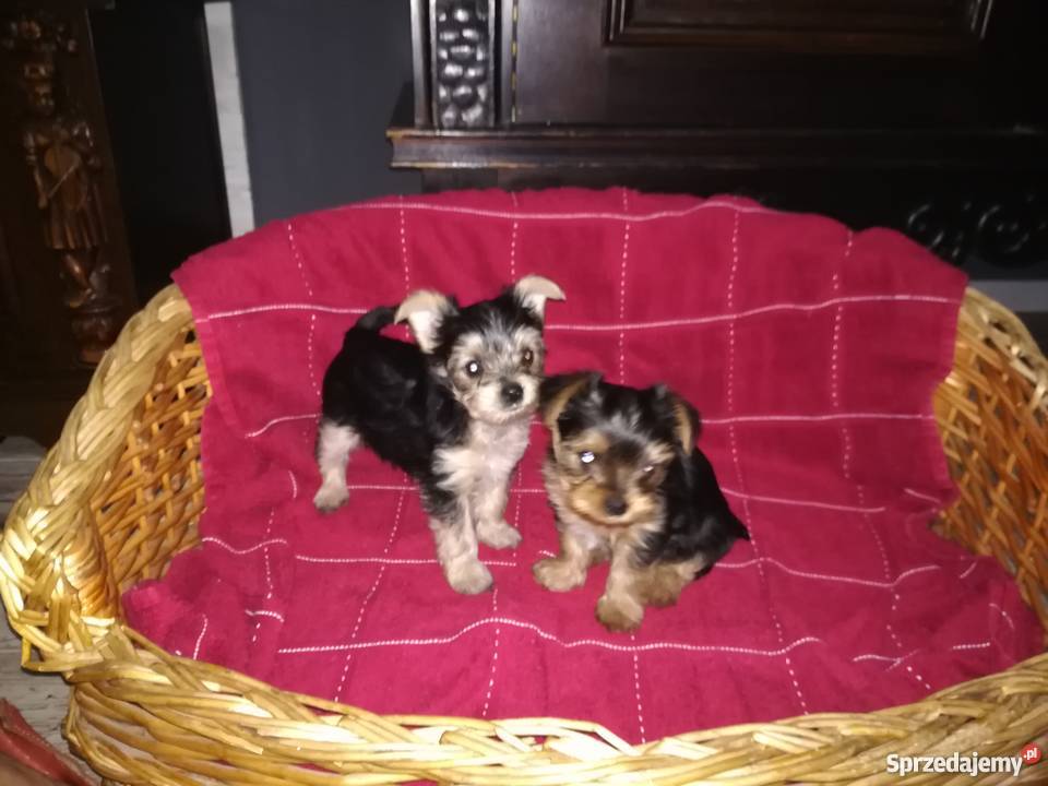 Dwie piękne suczki Kutno