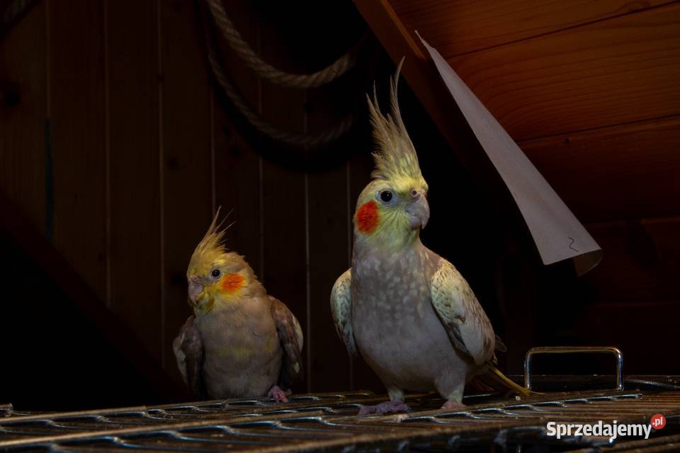 papugi nimfy 3 parki Koszyce Wielkie