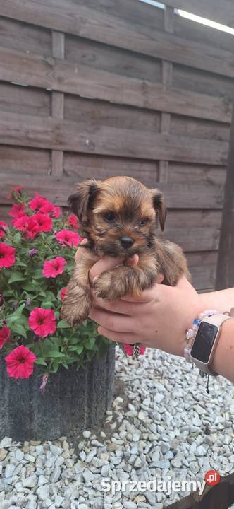 York terrier chłopczyk Psy łódzkie Chróścin