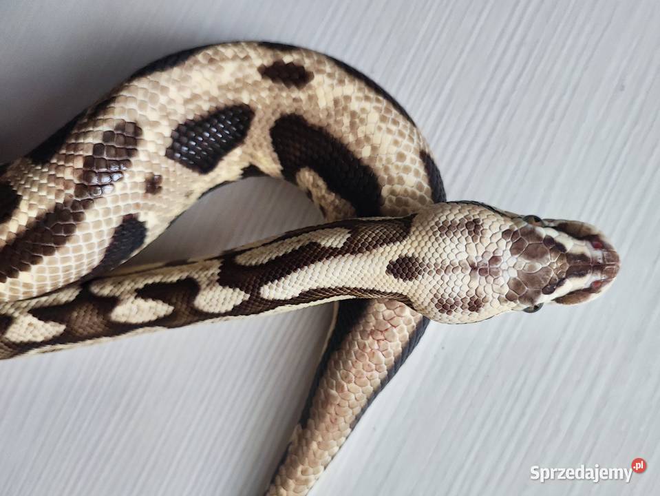 Wąż Pyton królewski Leopard Vanilla Python Warszawa