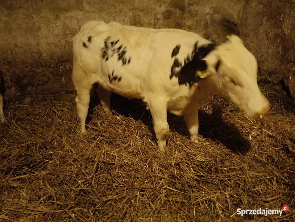 Sprzedam Byczka i Jałówkę Grodzisk Mazowiecki
