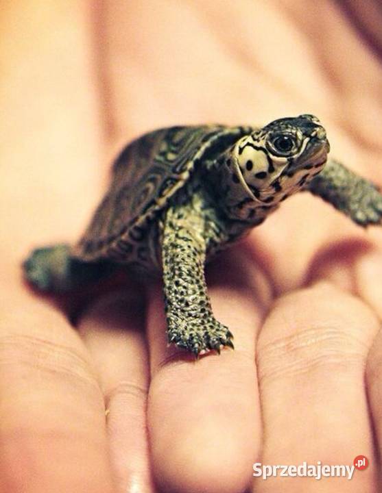 hotel zwierząt 24 h Opieka zwierzat Zabrze