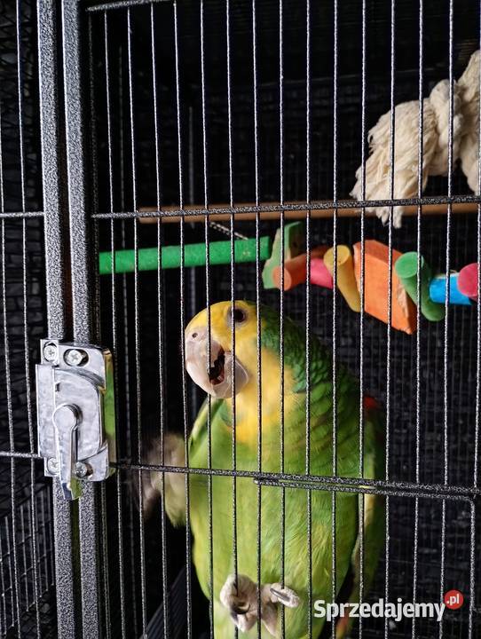 Amazonki Oratrix Ptaki śląskie Gliwice