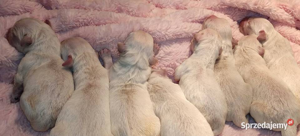 Szczenięta Golden Retriever ZKWP FCI