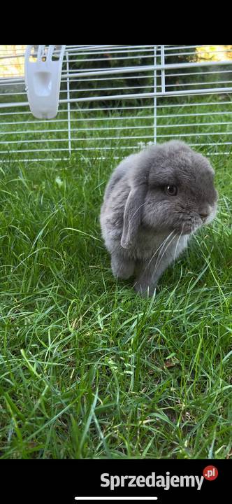 Mini lop Gryzonie sprzedam