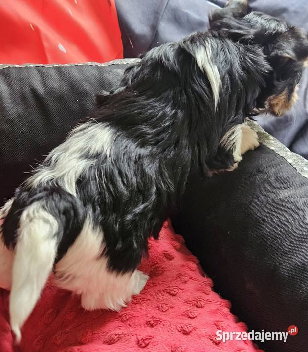 Biewer Yorkshire Terrier