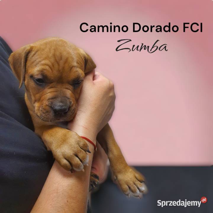 Piękne AMSTAFFY gotowe do odbioru pomorskie Reda sprzedam