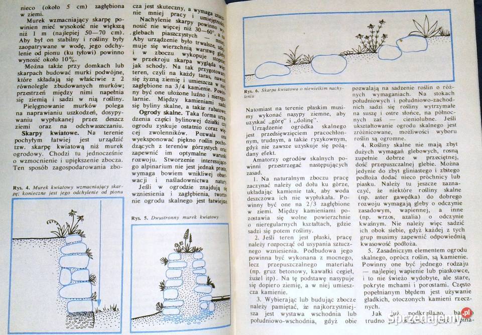 Byliny kwitnące jesienią Złocienie Astry A lubelskie Chełm sprzedam