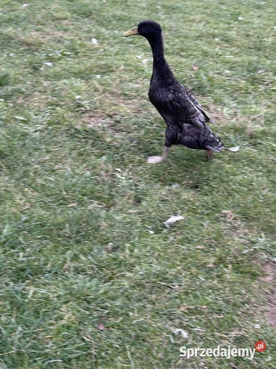 Sprzedam biegusa Bobowa