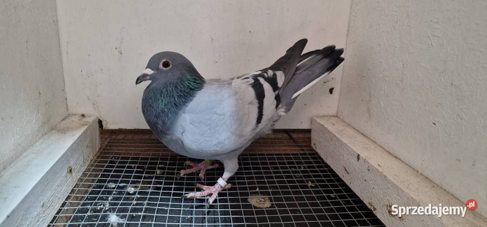 Sprzedaż gołębi pocztowych mazowieckie Jazgarzew