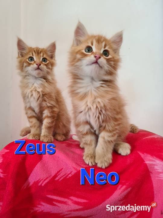 Maine Coon Drygulec