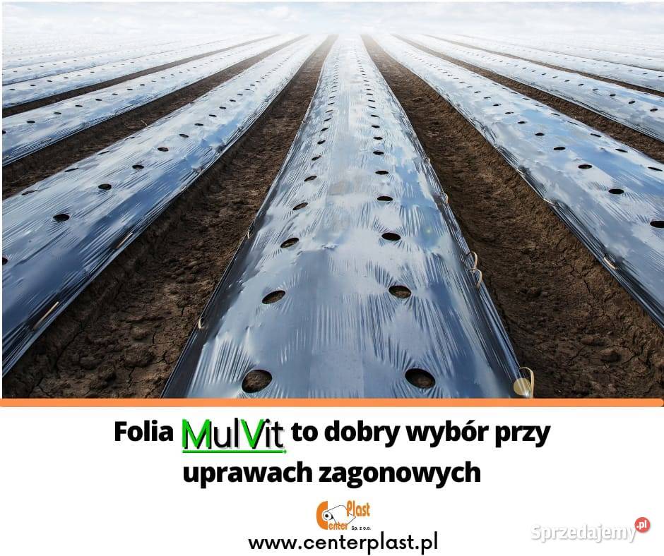 Folia ściółkująca w uprawach zagonowych MULVIT  2 rzędowa