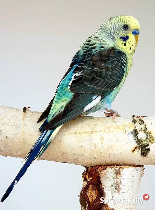 papużka falista blackwing czarnoskrzydła papugi Zwierzęta sprzedam