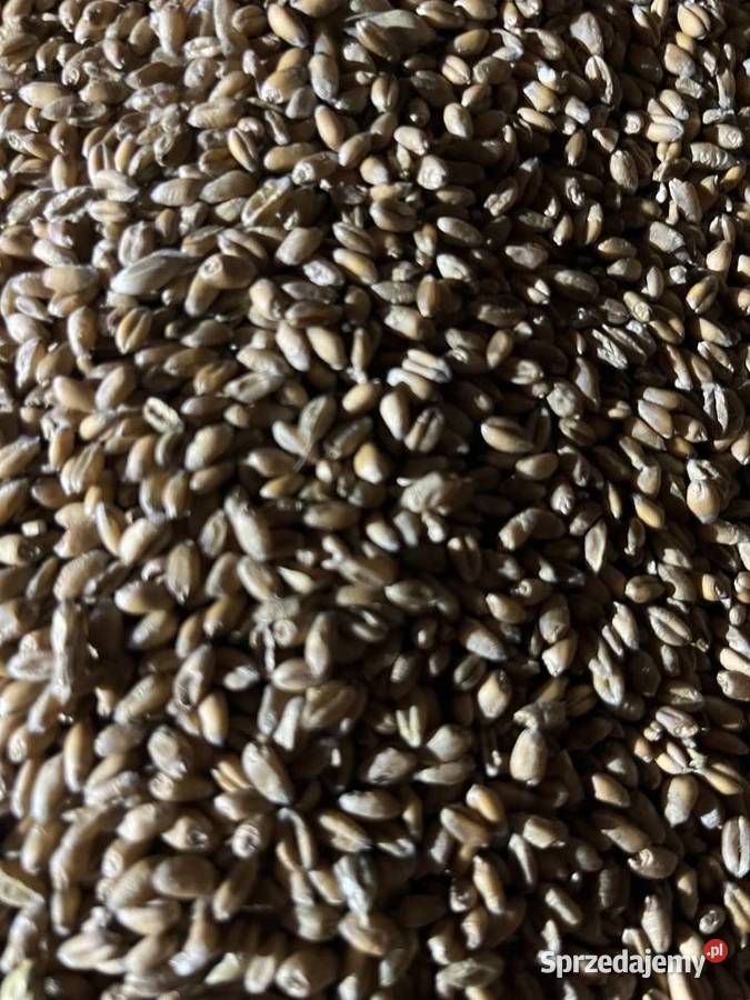 Sprzedam pszenicę Ozima tegoroczna 2025 Produkcja roślinna