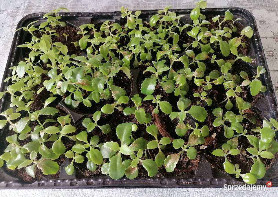 Żyworódka roślina do domowego leczeniaKwiaty